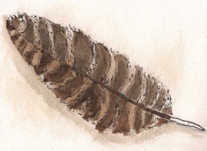 red tailed hawk feather