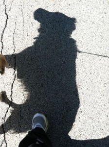 cinn shadow