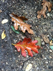 oak leaf two