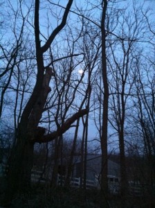 Moon_Trees