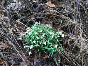 Snowdrops Hope