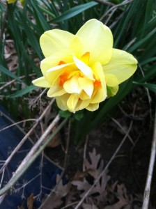 BYE Daffodil