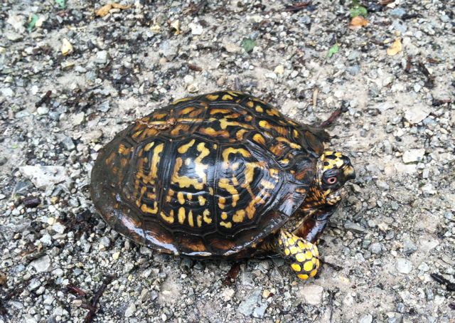 eastern box turtle