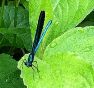 BYE black dragonfly