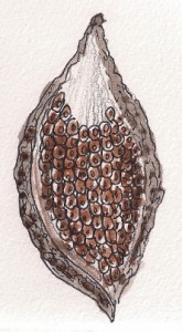 milkweed pod