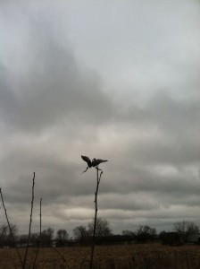 bird milkweed