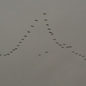 crane migration too