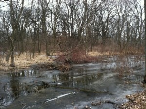 pond ordinary day