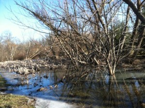 reflections pond