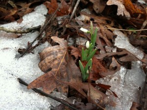 snowdrops ice