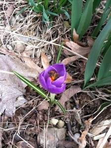 crocus with bee two