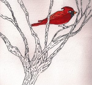 winter cardinal