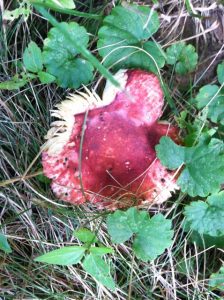 Red Mushroom